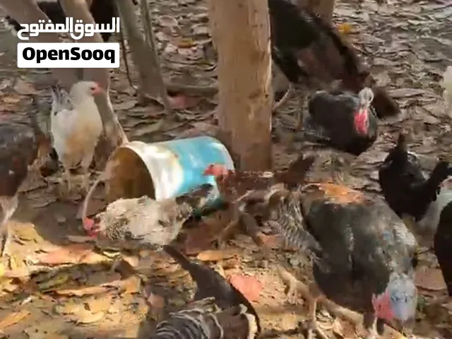 دجاج رومي حجم كبير