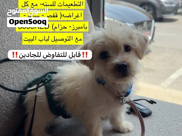 ثلاث شهور مطعم مع كل اغراضه
