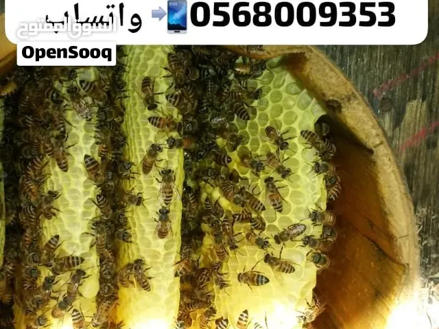 نحل بلدي عسال درجة اولى بخلايا اعواد وافرنجي..ويوجدمستلزمات النحل ويوجد انواع العسل الطبيعي%ومشتقاته