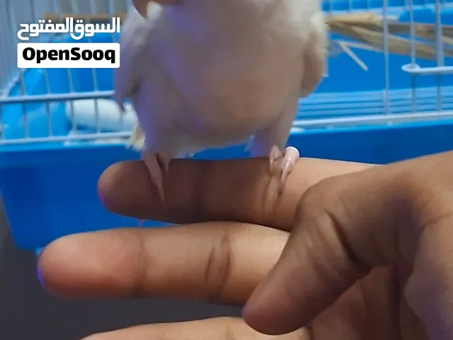 روز وفيشر للبيع شوف الوصف