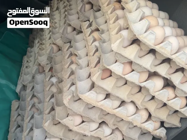 بيض دجاج مخصب 100/100