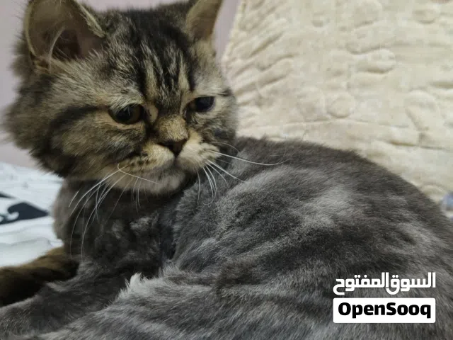 قطط سكوتش فولد و برتش و سلفر بلو