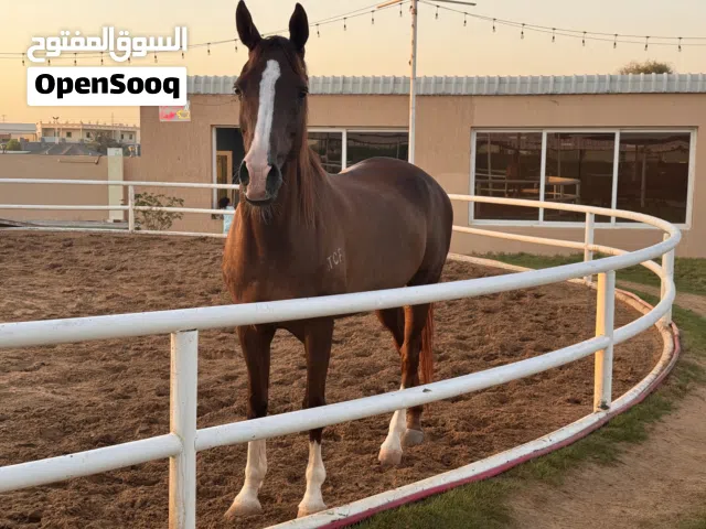 Horse (Gleding) for sale AED 6500
