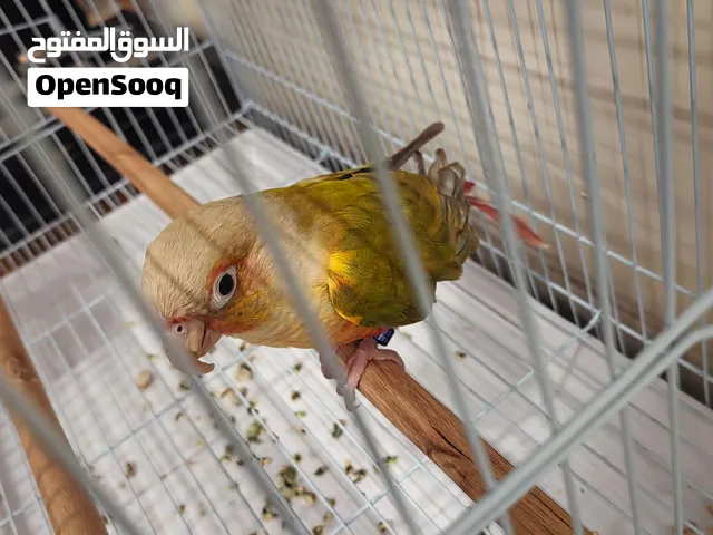 ببغاء نوعه كنيور أناناس