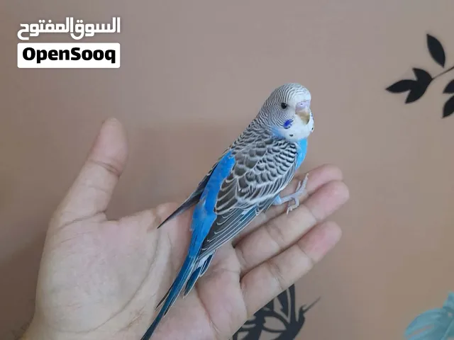 ذكر بادجي هولندي أليف جدا وهدد مميز(Budgie)