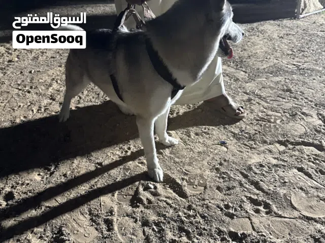 سلام عليكم اخواني  كلب هاسكي