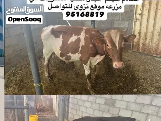للبيع عجال محليه