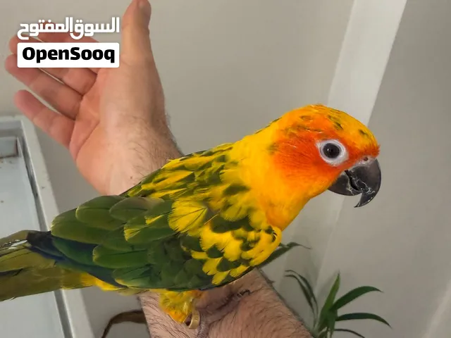 كنيور مع القفص والأكل550 درهم نهاية