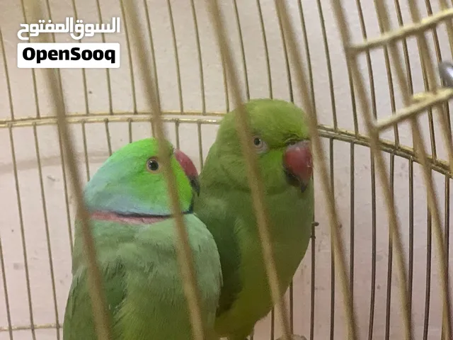 Parrot for sale