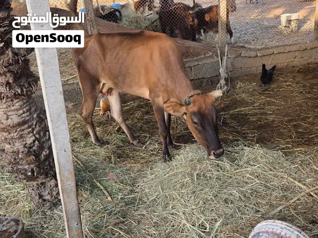 بقرة حليب تحلب دبتين مسافي يوميا وهديه عالاخر وعشار ب360 ريال قابل