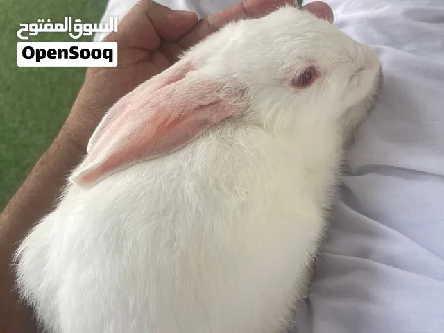 ارانب للبيع جميله مربيات في البيت يلعبن على ايادي اطفال نظيفات وما فيهم اي امراض الحمد لله