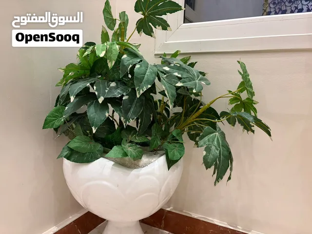 Decor Garden Plant ديكور زراعه
