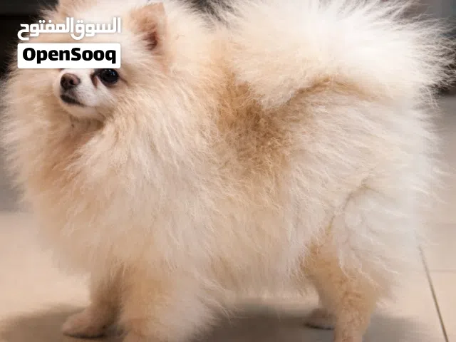 Russian Female Pomeranian