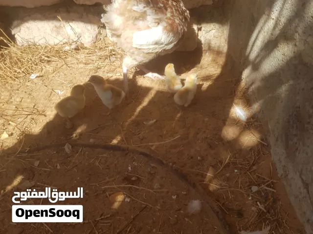 دجاجة زهري تونسي تحتها 4