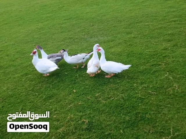 بط مصري مسكوفي خالص