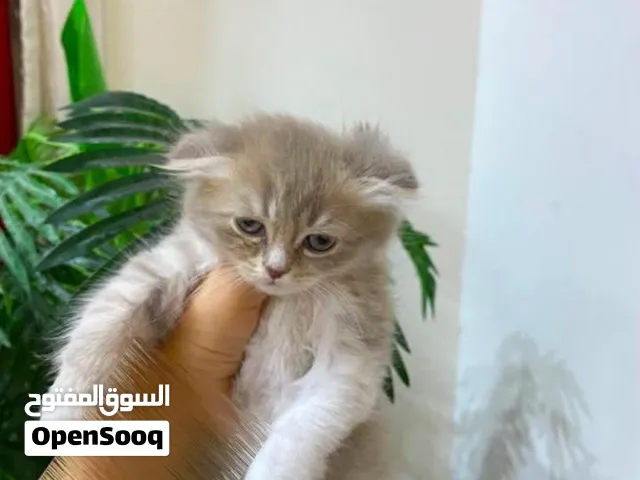 قطط شانشيلا للبيع
