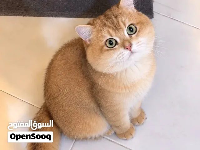قط برتش جولد للتزاوج