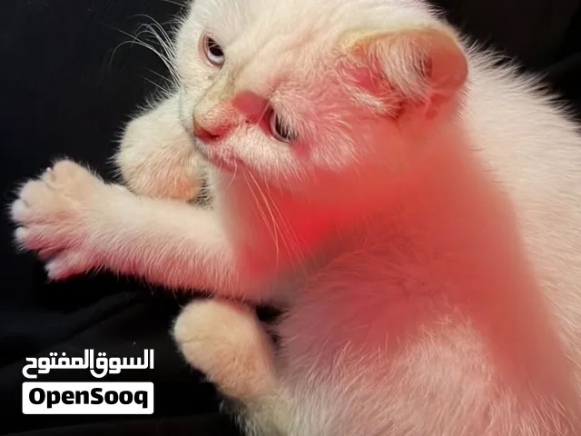 ملقح مرتين ولا يحتاج له لقاح إلا بعد سنة ونظيف جدا .وعمر القط 3 شهور وأسبوع ( ذكر ).