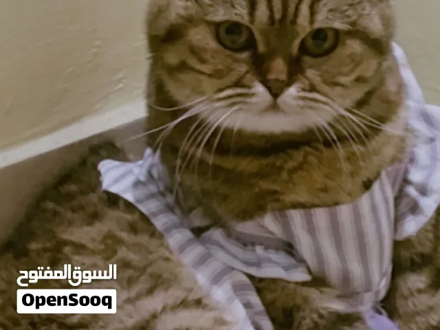 قطه سكوتش فولد