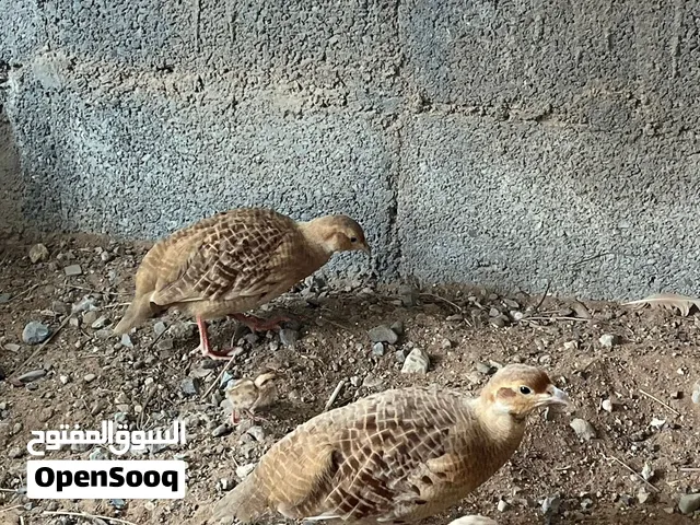 زوج صفارد باكستانية مع الفرخ