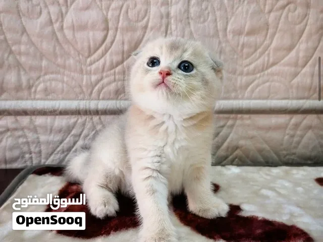 Scottish Fold - Grey (Pure)
