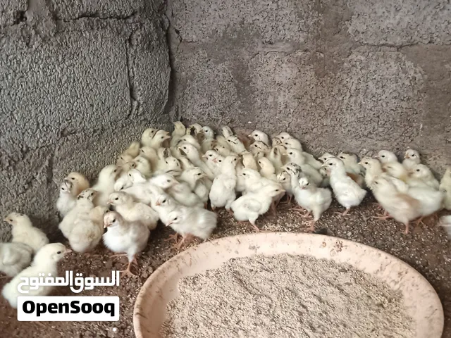 صيصان الفرنسي بيور الكلومبي و الاحمر