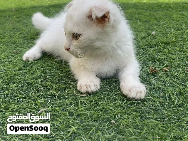 للبيع سكوتش السعر 500