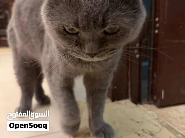للبيع قطط أليفه جدا ومطعمات سبب البيع سفر بيع مستعجل سعر 2800 موقع الشارقه ذكر وأنثى
