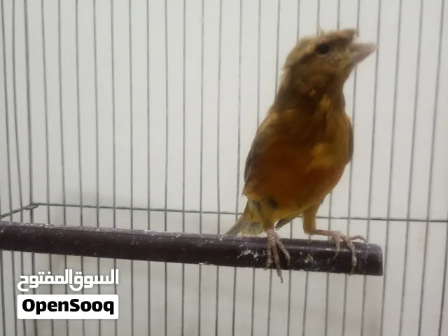 فحل كنار زي النار ابو فراخ