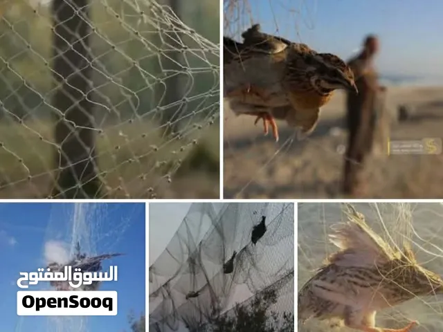 شباك صيد هوائيه خيط تايلندي افهم خيط تايلندي مش صيني بيخدم موسمين ما يملك منه الطير