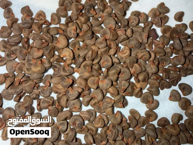 موجود بذور كركديه سوداني نسبة انبات عالية شجرة منتجة و مثمرة منظرها جميل في زينة الحدائق