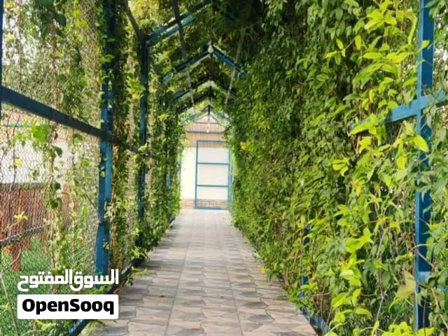 استراحة المها صحار الوقيبة للايجار اليومي بناء عصري بطابع عماني تقليدي مع حمام سباحة