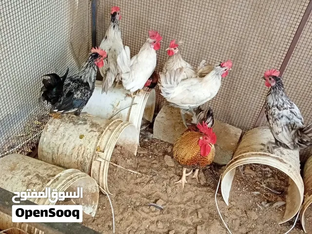 chicken for sale