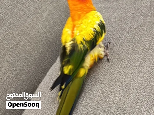 بيعه سريعه صن كنيور اليف 40