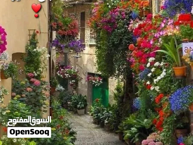 زيت زيتون فلسطيني الضفه 2 لتر و 4 لتر