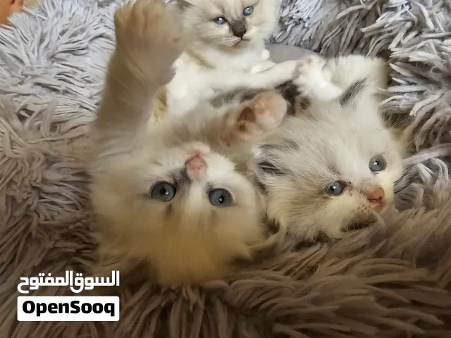 قطط راقدول بيور