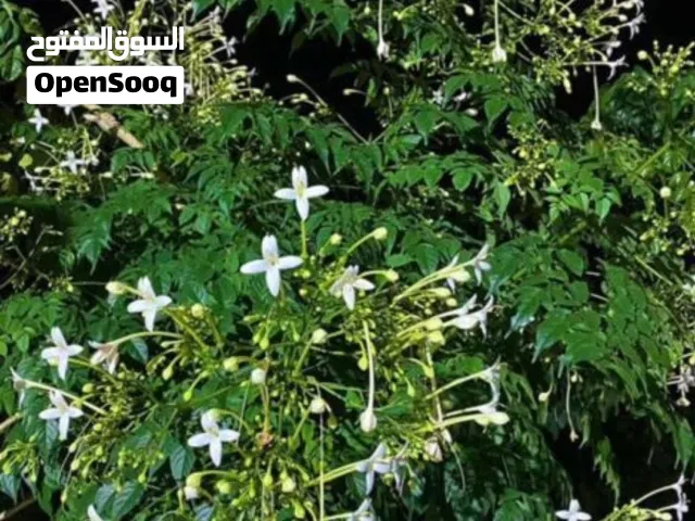 شجرة الملنجتونيا شجره عطريه جميله جدا