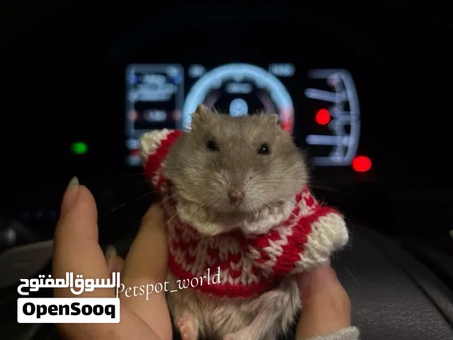 هامسترات روسيه