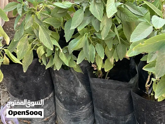 شتلات ريحان ب 0.250 بيسه الشتله