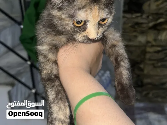 قطط للبيع اطفال وأمهم واخو امهم وأطفال بدون ام