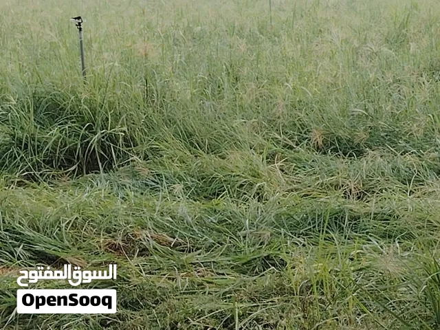 برايد حشيشه ب 0.700 بيسة