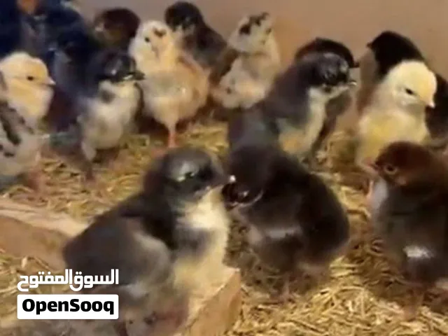 صيصان دجاج عمانيه