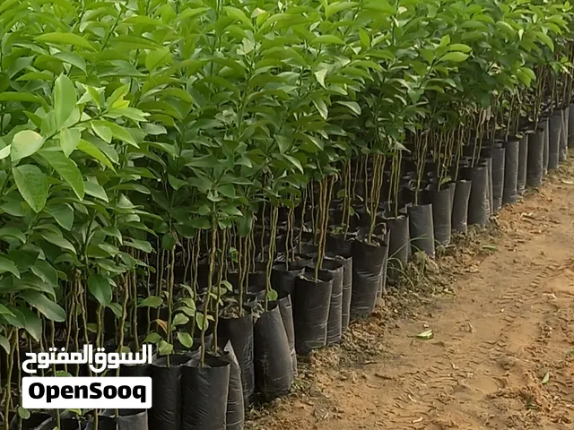 جميع شتلات البرتقال واليوسفى واليمون
