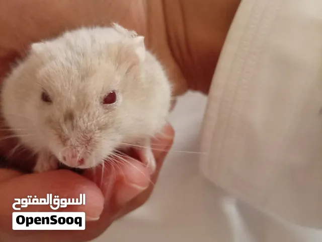 هامستر سوري للبيع