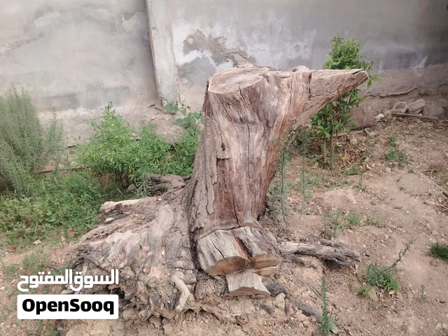 قرمية شجره مشمش