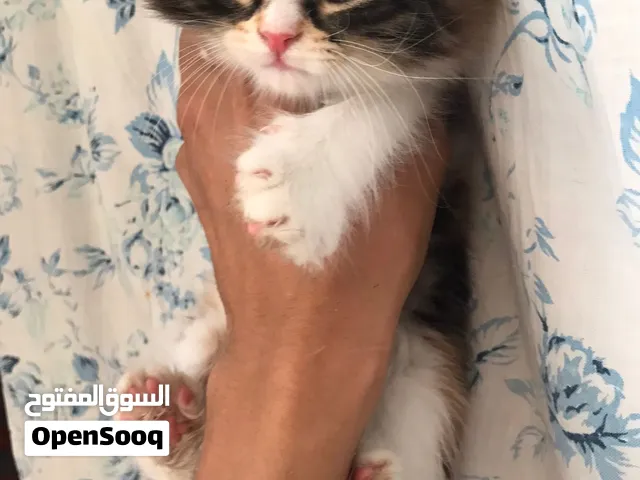اجمل قطط بيرشن كاليكو تايجر متطعمين ومتعودين عاللتر بوكس صحتهم ممتازه وجاهزين لبيتهم الجديد