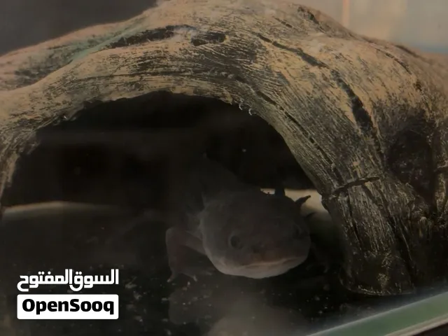 Axolotl 1 year old for sale اكزلوتل للبيع