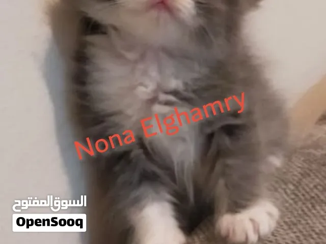 بسبوسه و كيتو وتيتو