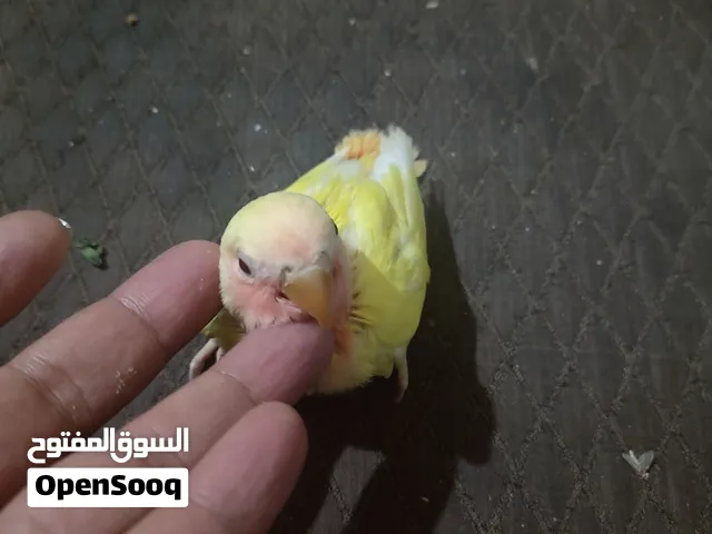 بغبغاء روز اليف ريد اوبلاين لاتينو