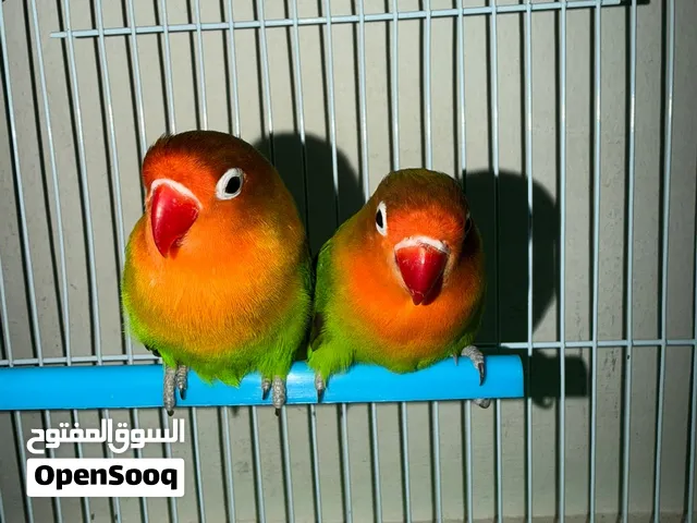زوج ببغاء حب فيشر (Lovebird Fisher